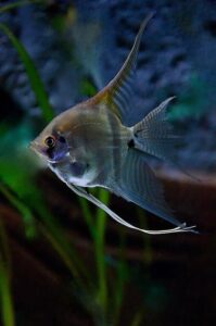 Freshwater Angelfish Care